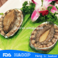 Abalone fraîche en coquille en gros